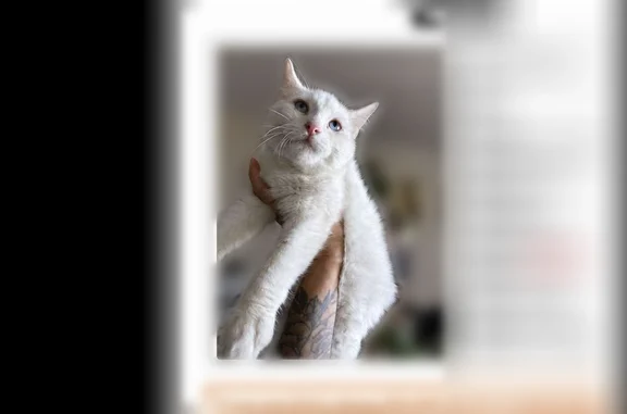 Lost male cat, Jay Street, Lakewood - full white with blue eyes - photo