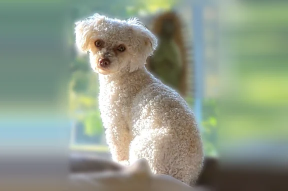 Lost dog, Mile-High Steps, Denver - female with curly hair - photo
