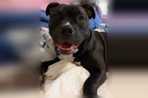 Lost dog, Garfield Street, Port Huron - female Pit Terrier mix - photo