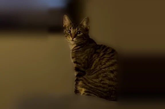 Lost cat, Dodge Street, Romulus - male, brown, black, grey - photo