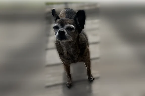Lost dog, Linden Avenue, 3910, Knoxville - brown and black brindle Chihuahua mix - photo