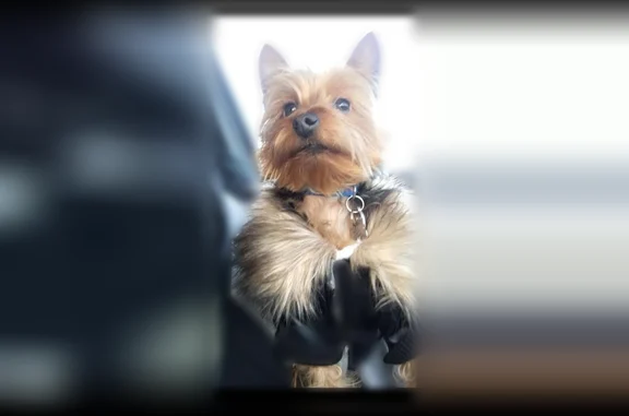 Lost dog, 21st Street North, Arlington - male Yorkie - photo