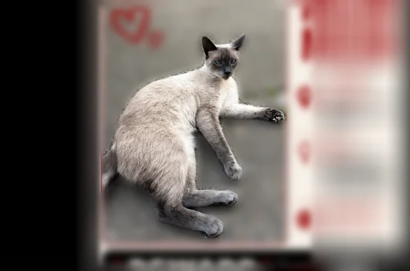 Lost cat, Orchard Street, Newport - Siamese with blue eyes - photo