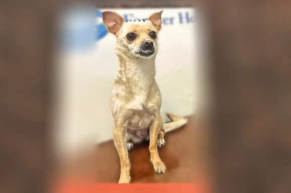 Lost dog, West Reno Avenue, Summerlin South - female, blonde with pink collar - photo