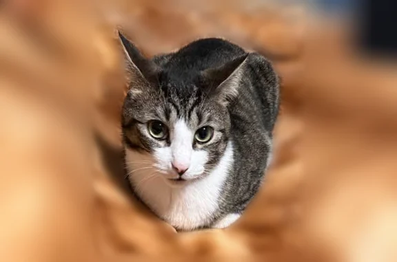 Lost male cat, Paterson Avenue, Lodi - gray, black, white, and beige - photo