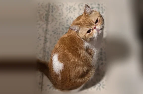 Missing cat Male, Roebling (usl536672) - photo