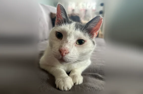 Lost male cat, Florida Avenue, Hagerstown - white with gray ears - photo