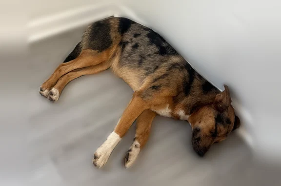 Lost dog, Holland Road, Oak Grove - wearing orange collar - photo