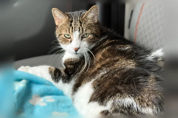 Lost male cat, Brickyard Road, Town of Van Buren - photo