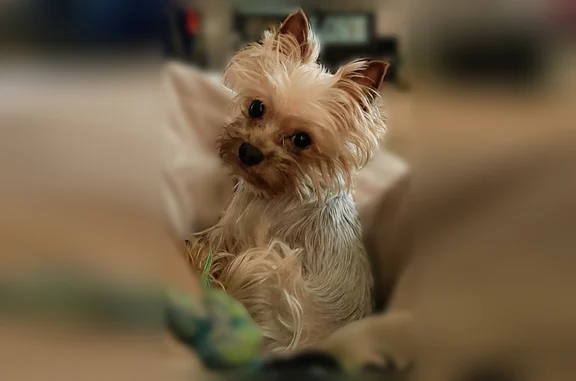 Lost dog, Marlborough Avenue, Las Vegas - photo