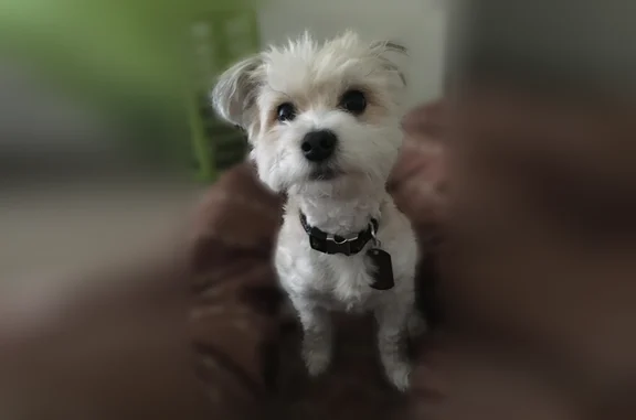 Lost male dog, Pembridge Avenue, Baltimore - white & brown - photo