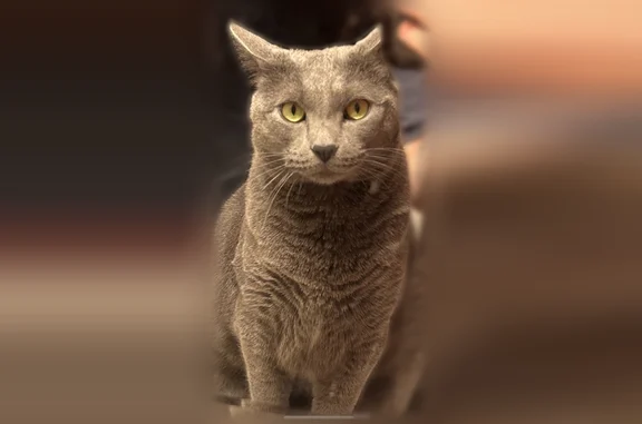 Lost male cat, London, Ohio - grey and neutered - photo