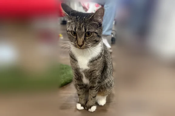 Missing cat Kenvil, photo: Lost cat, Old Country Road, 577, Huntington Station, Kenvil - female with 6 fingers