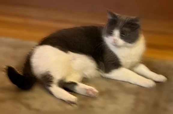 Lost cat, South 1100 East, 5952, Ogden, Salt Lake City - grey and white, a little heavy - photo