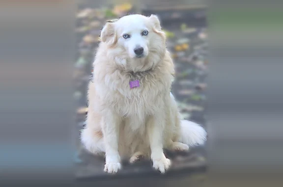 Lost dog, Thomasville, North Carolina - 12 year old white fluffy female - photo