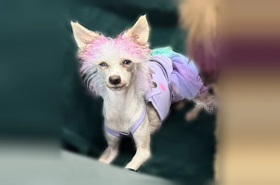 Lost female dog, Thompson Street, Latrobe, Charlotte - pink tips and heterochromia - photo