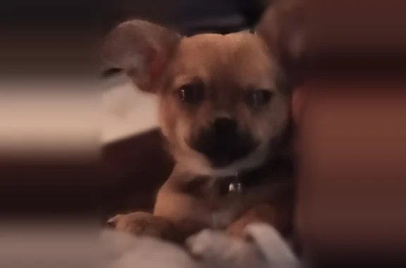 Missing dog Male, Columbus (usl536692) - photo