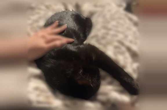 Missing cat Female, Point Pleasant (usl536693) - photo
