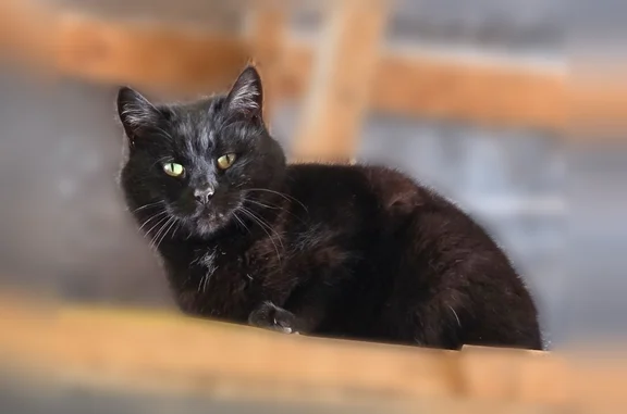Missing cat Red Hill, photo: Lost cat, East 6th Street, Red Hill - female, mostly black