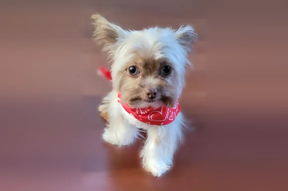 Lost dog, Northeast 16th Avenue, Fort Lauderdale - brown and white with large eyes - photo