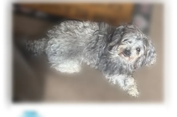 Lost dog, West Main Street, Belleville - male shitzu mix - photo