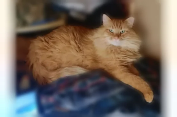 Lost cat, Cr-1104, 80, Stanton - large, orange, and friendly - photo