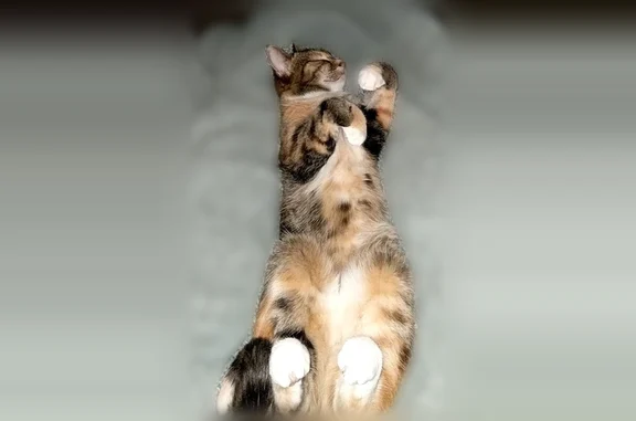 Lost cat, Chestnut Court, 804, St. Cloud - calico with lynx-like ear tips - photo