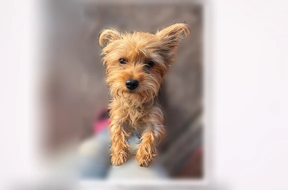 Lost dog, Creel Road Northeast, Palm Bay - female, golden brown - photo