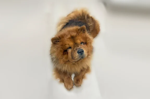 Lost female dog, Northwest 1st Avenue, 708, Boynton Beach - caramel red chow chow - photo