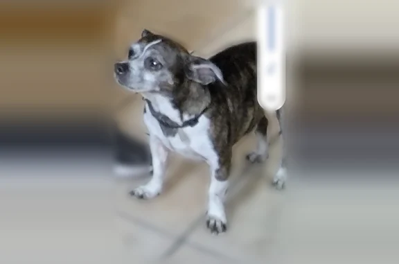 Lost dog, West 8th Avenue, Mesa - female named Toby - photo