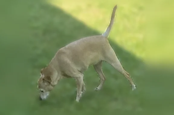 Lost dog, Miller Road, 108, Kingwood - female with fawn tan color - photo
