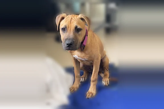 Lost dog, Ambler Drive, Mississauga - brown/golden coat - photo