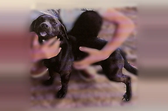 Lost dog, Myers Lane, 23, Carson - black with short legs - photo