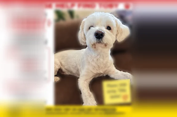 Lost dog, Edison, New Jersey - white female - photo
