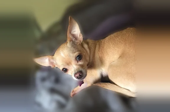 Lost dog, Ursa Street, Bellair - female chihuahua - photo