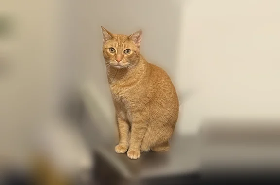 Lost male cat, Fulton Street, New York - orange with a missing back right leg - photo