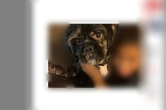 Lost dog, Broadway, 2332, Rockford - black hair with white by his neck - photo