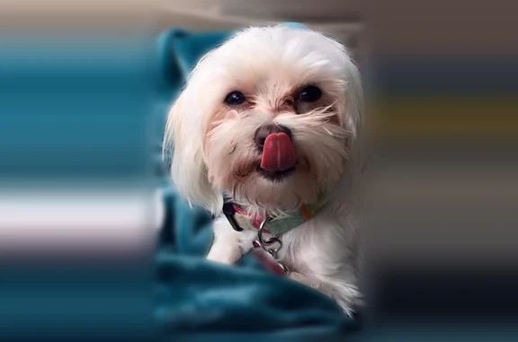 Lost dog, Crestmere Lane, Edmond - female named Zoey - photo