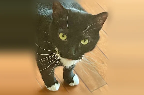 Lost cat, Indiana Avenue, 176, Gloucester Township - 7 year old Tuxedo cat - photo