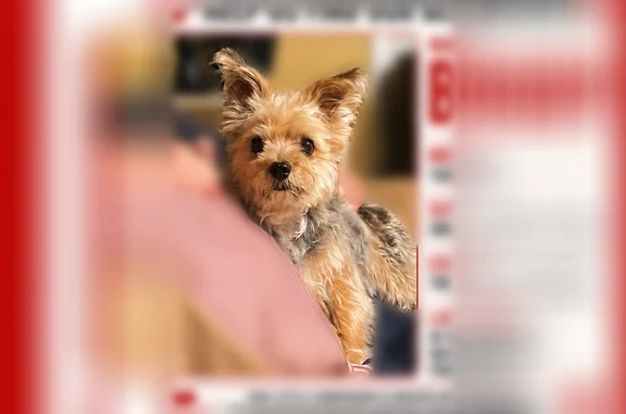 Lost dog, Polk Place Drive, Franklin - male Yorkie - photo
