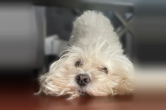 Lost dog, County Line Road, Joliet - female with pink collar - photo
