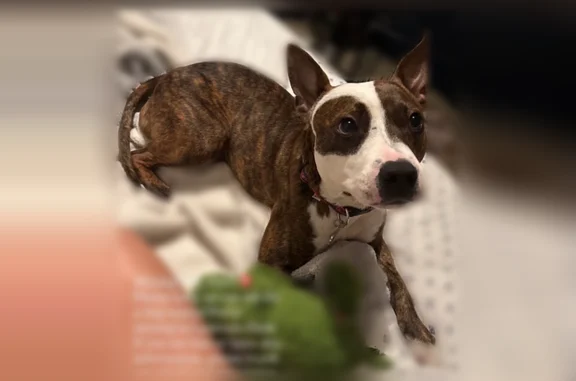 Lost dog, Nemours Parkway, 7055, Orlando - male with brown brindle coat - photo