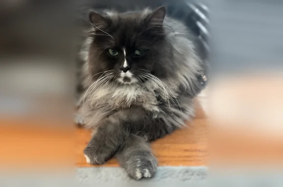 Lost male cat, Paine Court, 1, East Brunswick, Beverly - gray with white spots - photo