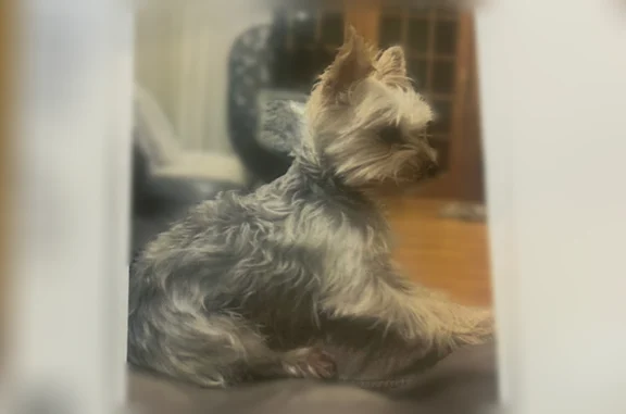 Lost female dog, Haynes Road, Newton, Bennington - grey/white yorkie/maltese mix - photo