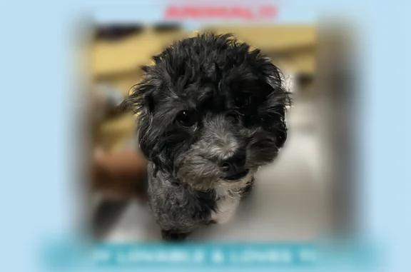 Missing dog San Antonio, photo: Lost dog, Jackson Summit, San Antonio - female with black curly coat