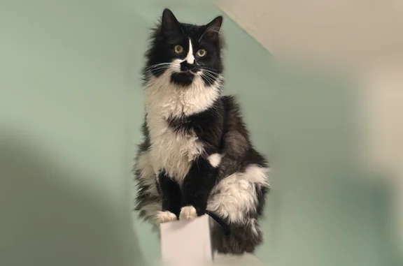 Lost male cat, Urbank Circle Northeast, Minneapolis - black and white, very friendly - photo