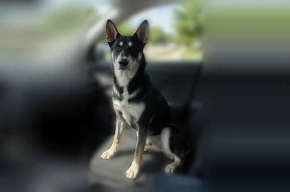 Lost dog, Herbert Street, Meadowbrook, Lake Elsinore - black with some off white - photo