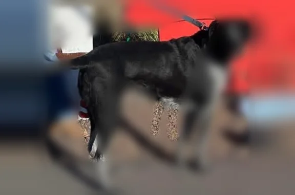 Lost male dog, Cattle Lane, Taylor - hound dog mix - photo