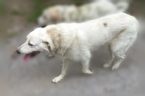 Lost dog, Kansas City, Missouri - female, all white with blue collar - photo