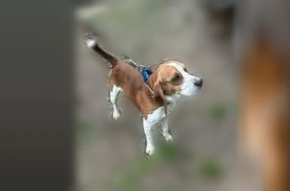 Lost dog, Carrollton: brown and white beagle, blind in one eye - photo